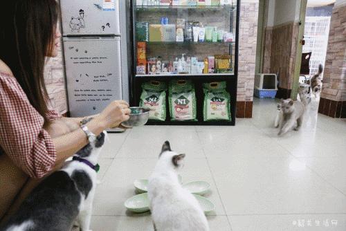 共享吸猫啦！藏身市区小巷内的这家撸猫馆，开门那刻，心就融化了