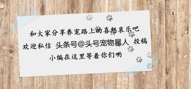 喜欢游泳还要穿订制泳衣下水，又是别人家的猫！