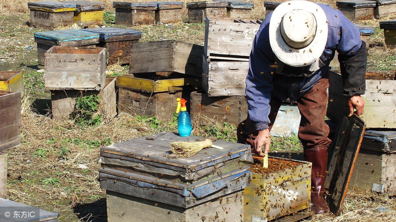 意蜂用升华硫最安全的治螨方法,意蜂越冬治螨最低温度要多少度