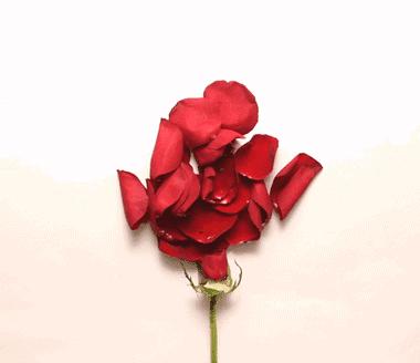 母亲节送花送啥花最合适,母亲节除了送花还能送什么学生党