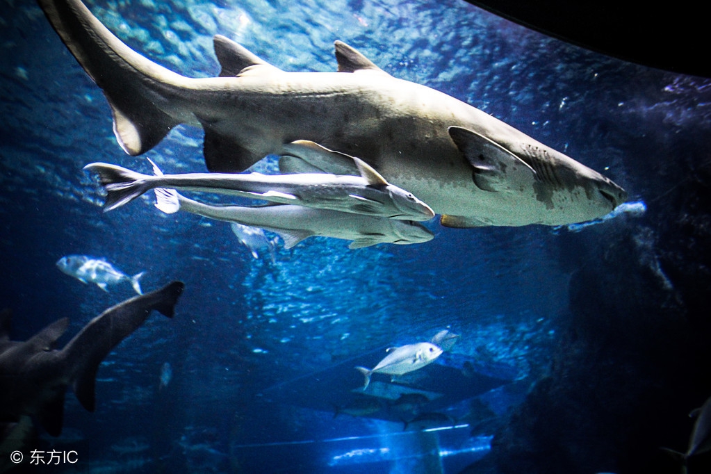 出现独眼鱼的原因,独眼鲨鱼为什么会出现残疾缺陷