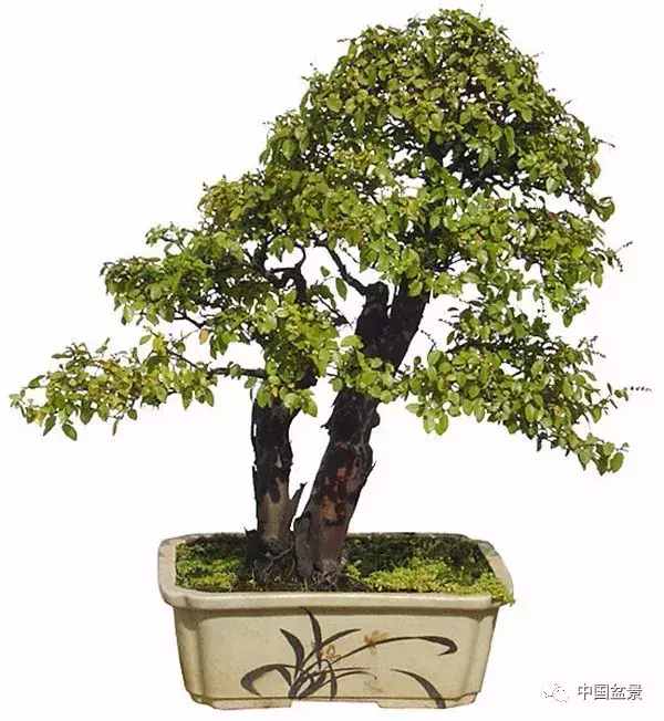 一本双杆式映山红盆景,一本双杆黄杨盆景制作全过程