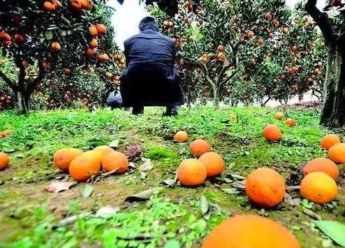 怎样解决农产品滞销的问题,农产品滞销及解决方法