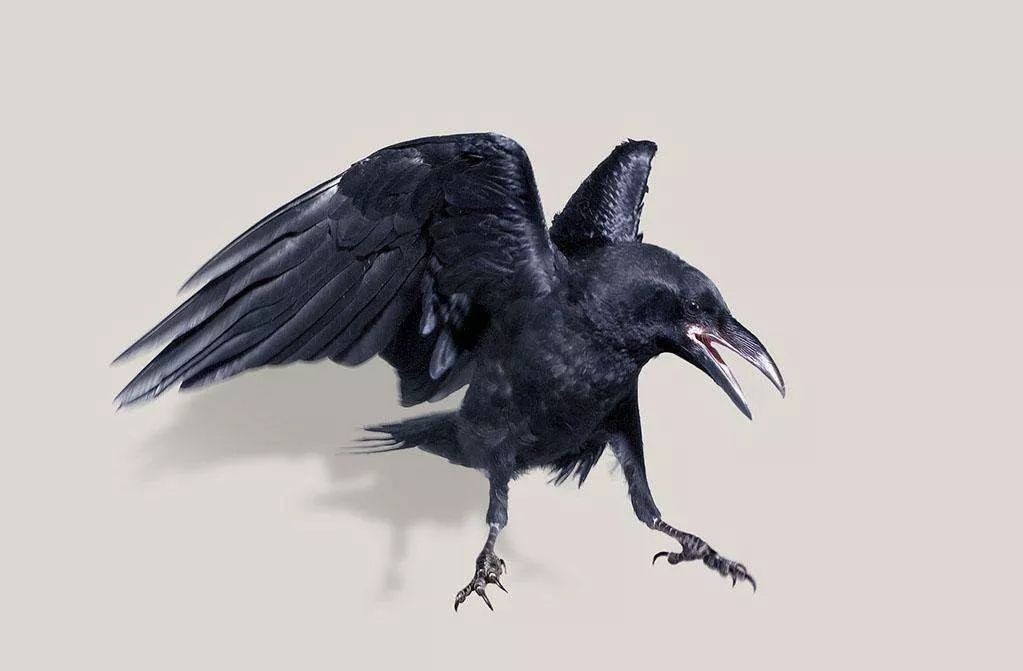 鸟和人类基因相似度多少,鸟和猫的智商哪个高