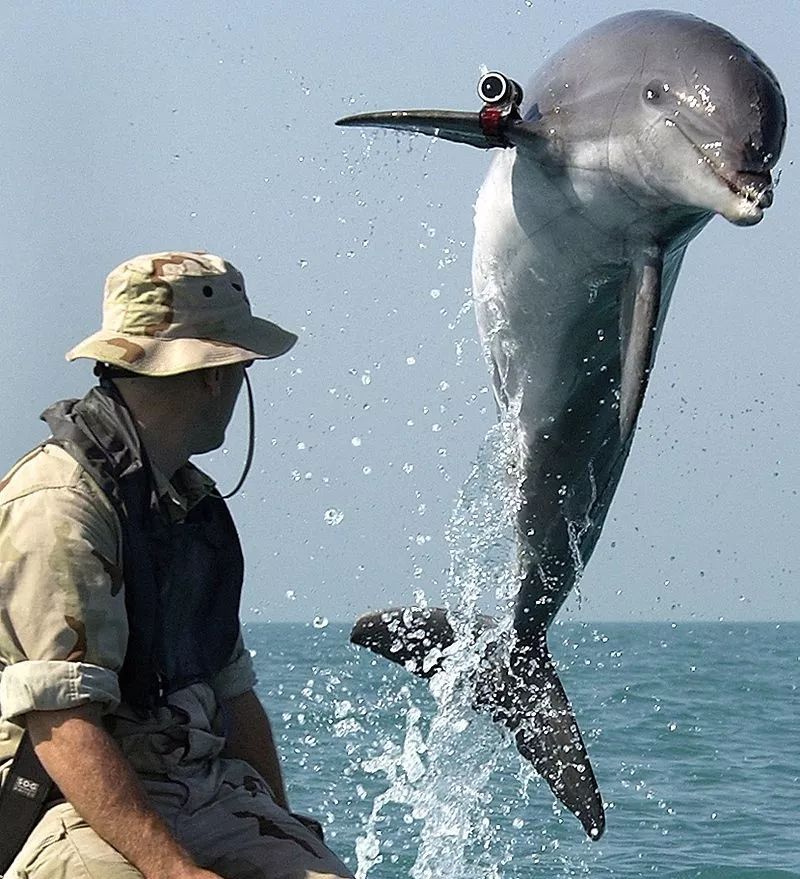 鸟和人类基因相似度多少,鸟和猫的智商哪个高