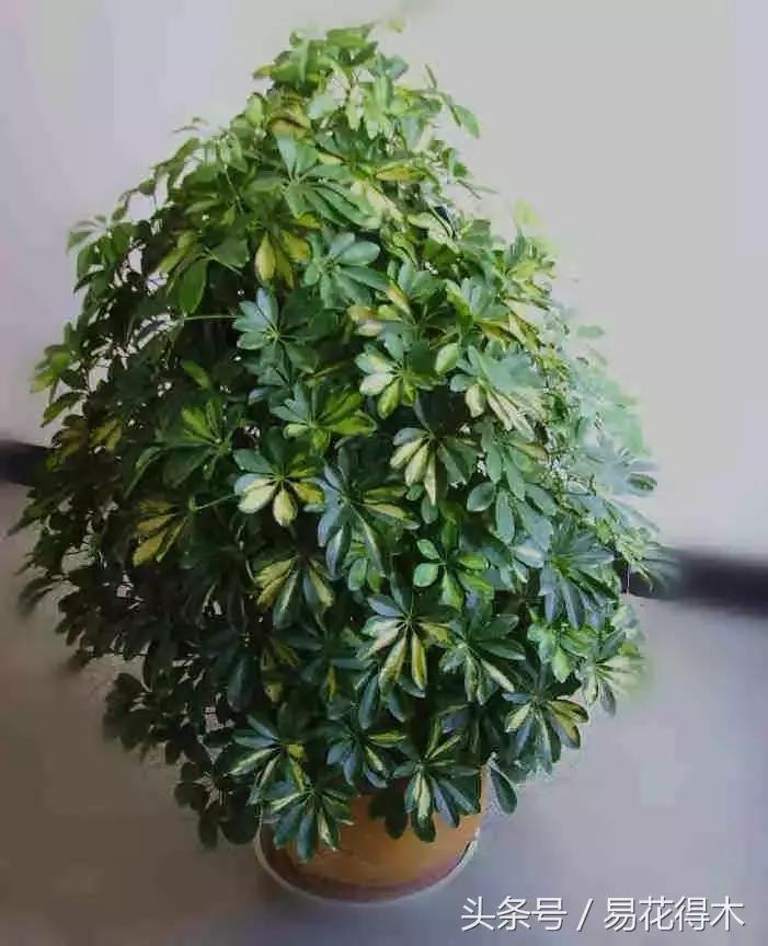 鹅掌柴和鸭脚木的区别,鹅掌柴养护