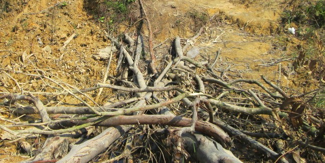 夹夹虫长大是什么样子的,夹夹虫到底是什么样子