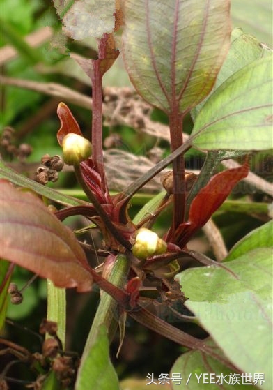 怎么让草缸变得更高级,怎么样让草缸草越来越绿