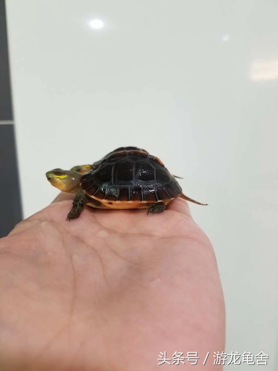 黄缘闭壳龟高背好还是安缘好,黄缘闭壳龟蛋怎么孵化高背