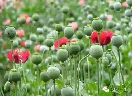 检测吸毒是阴性还是阳性,检测吸毒最长可以查多久前的