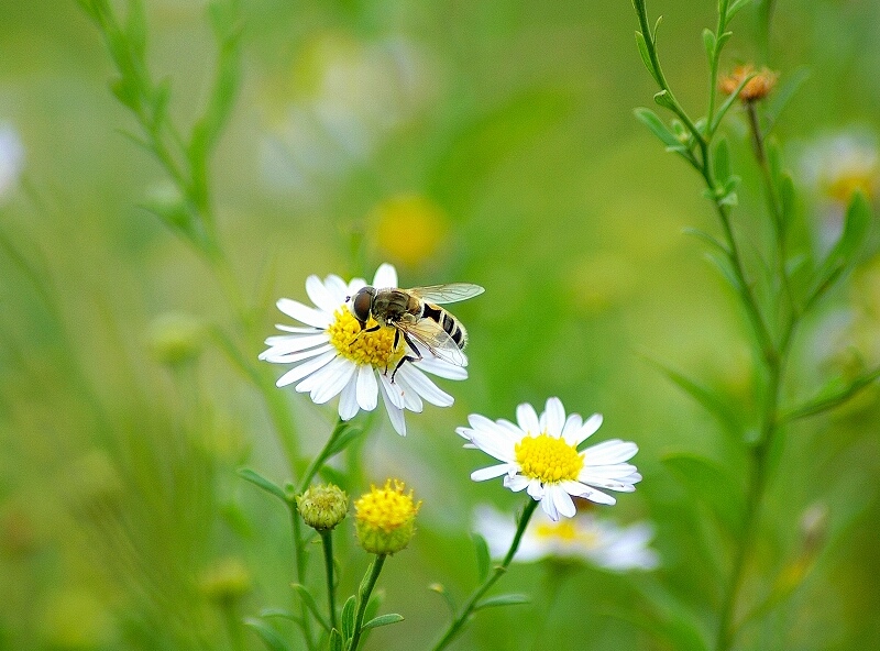 赞美小蜜蜂的诗句,赞美勤劳的小蜜蜂诗词