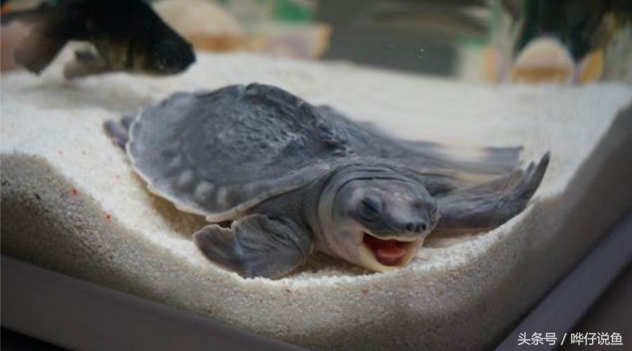 在鱼缸里养猪鼻龟,在鱼缸里面养的猪鼻龟