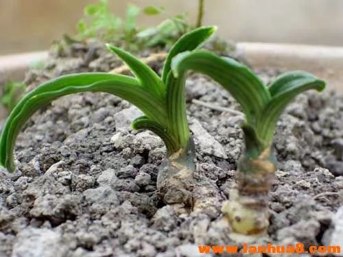 矮种必备的七个条件