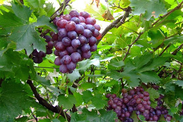 高品质阳光玫瑰葡萄种植技术指导,又香又甜的葡萄怎么种植