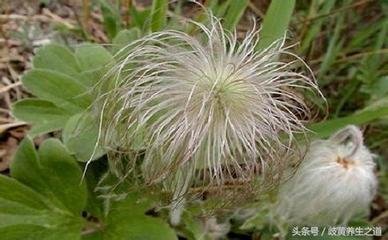 易读错中药名看看你认识几种,16种中药命名