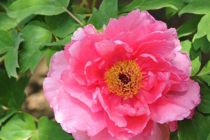 沈阳世博园2024年五一节有花展吗,沈阳世博园牡丹花展2020