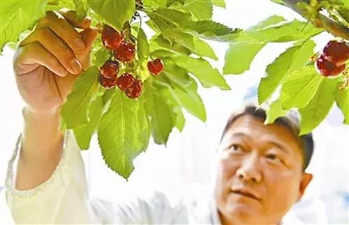 车厘子在国内何时上市,车厘子浙江种出来会结果吗