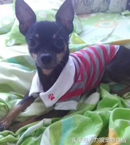 狗狗跑到床上尿尿该惩罚吗,狗狗为啥突然开始在主人床上尿泡