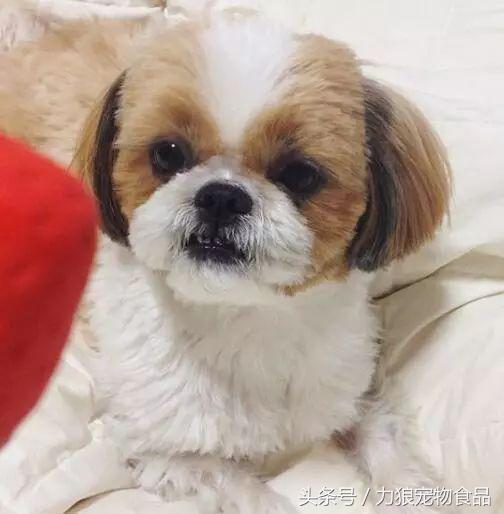 狗狗跑到床上尿尿该惩罚吗,狗狗为啥突然开始在主人床上尿泡