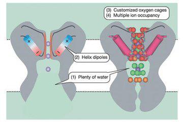 人体缺钾需要怎样解决,人体缺钾怎么办能治好吗