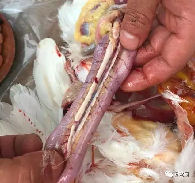 一例蛋鸡场夏秋常见白冠病例(住白细胞原虫病例)分享