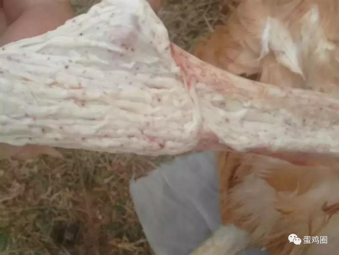 一例蛋鸡场夏秋常见白冠病例(住白细胞原虫病例)分享