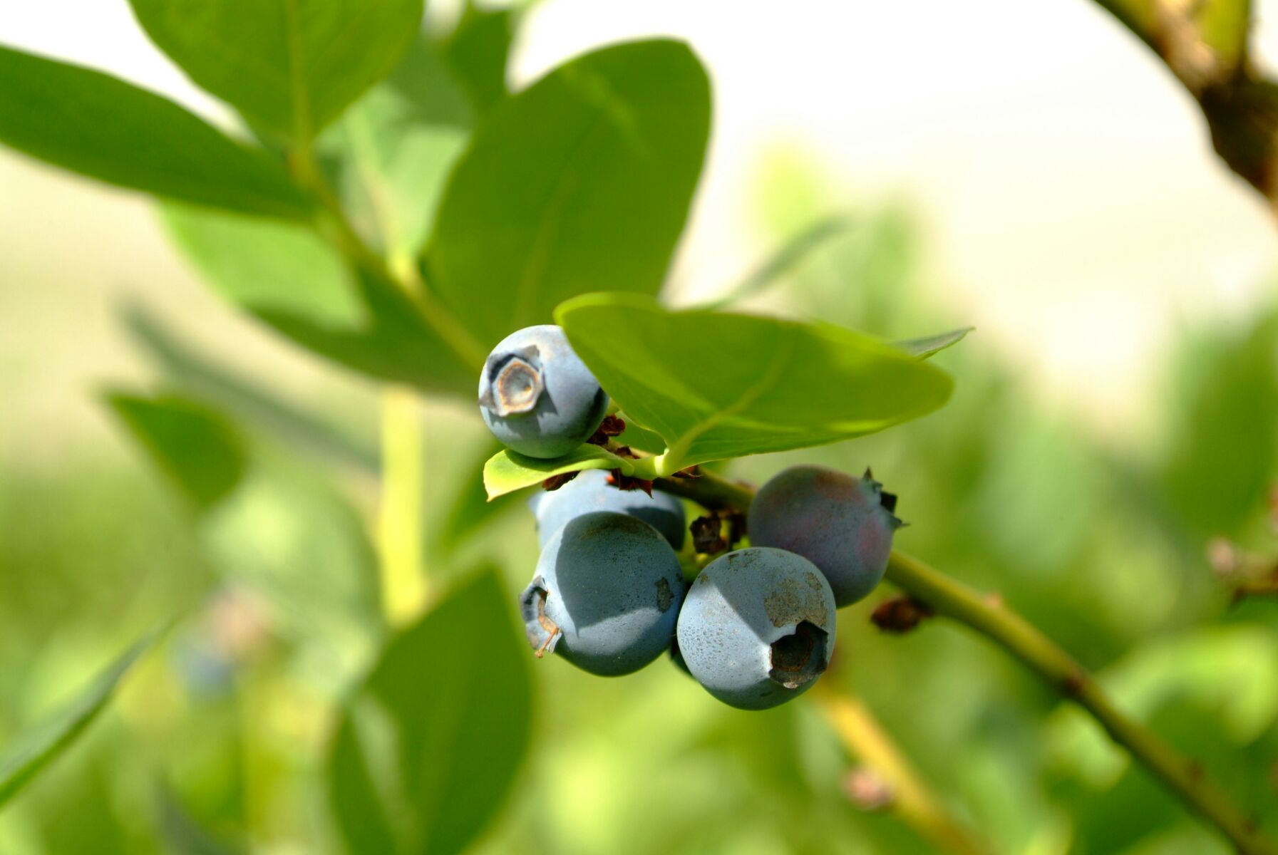 蓝莓是著名的什么果,蓝莓特色产品简介