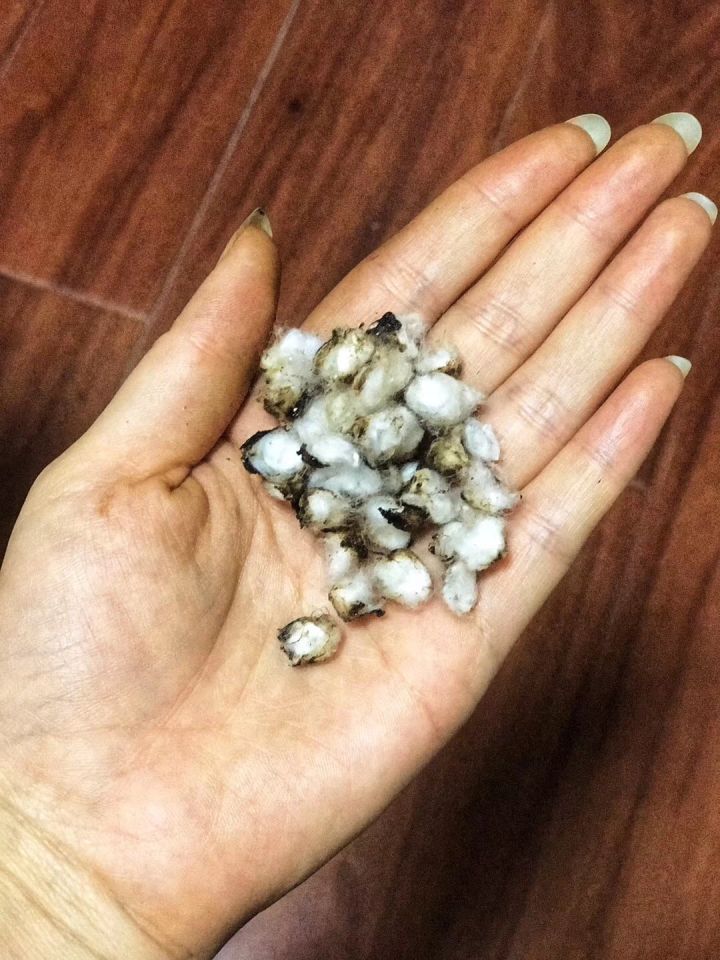 斯芬克斯无毛猫的日常护理与清洁