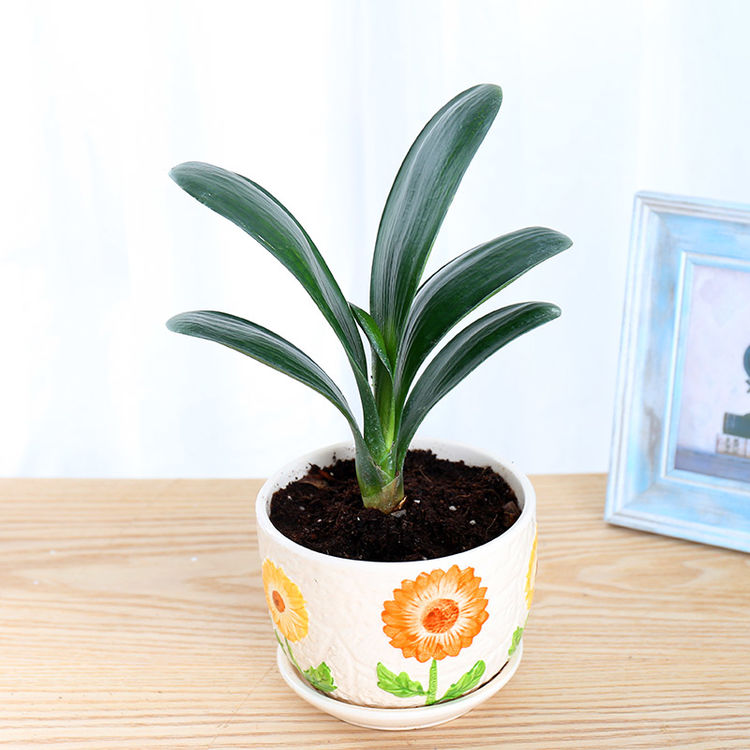 什么盆栽甲醛少好养的,养不死的小盆栽净化空气