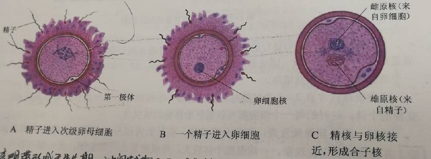 精子与卵子怎么形成胚胎,精子和卵子是如何形成胚胎的