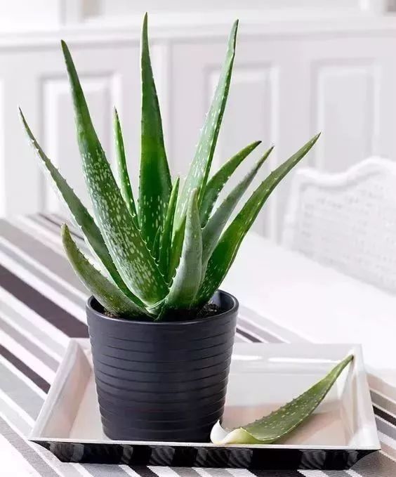 家里养一盆钱兜好吗,家里养一盆花就挺好