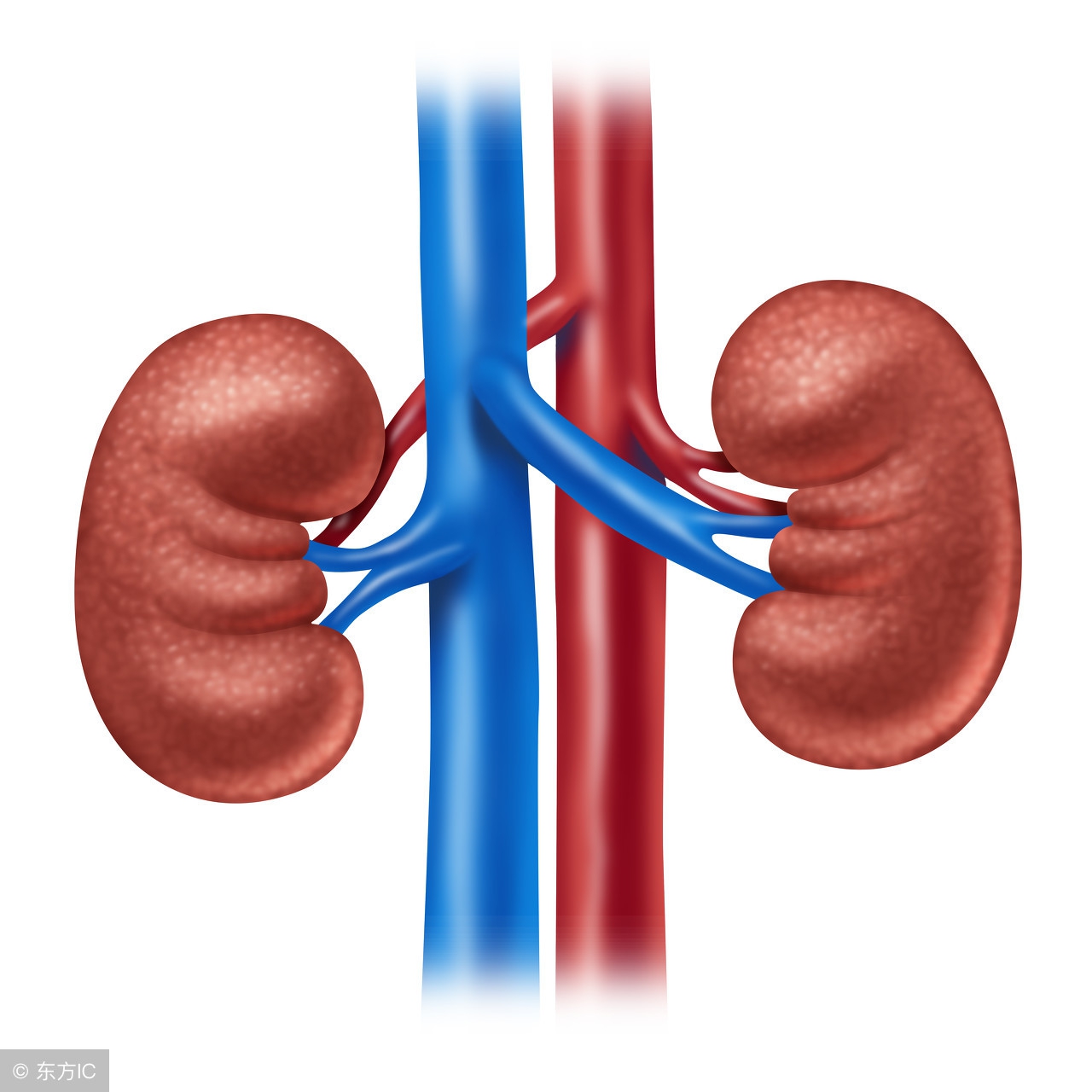 肾结石体质怎么改善,怎么改善肾结石体质