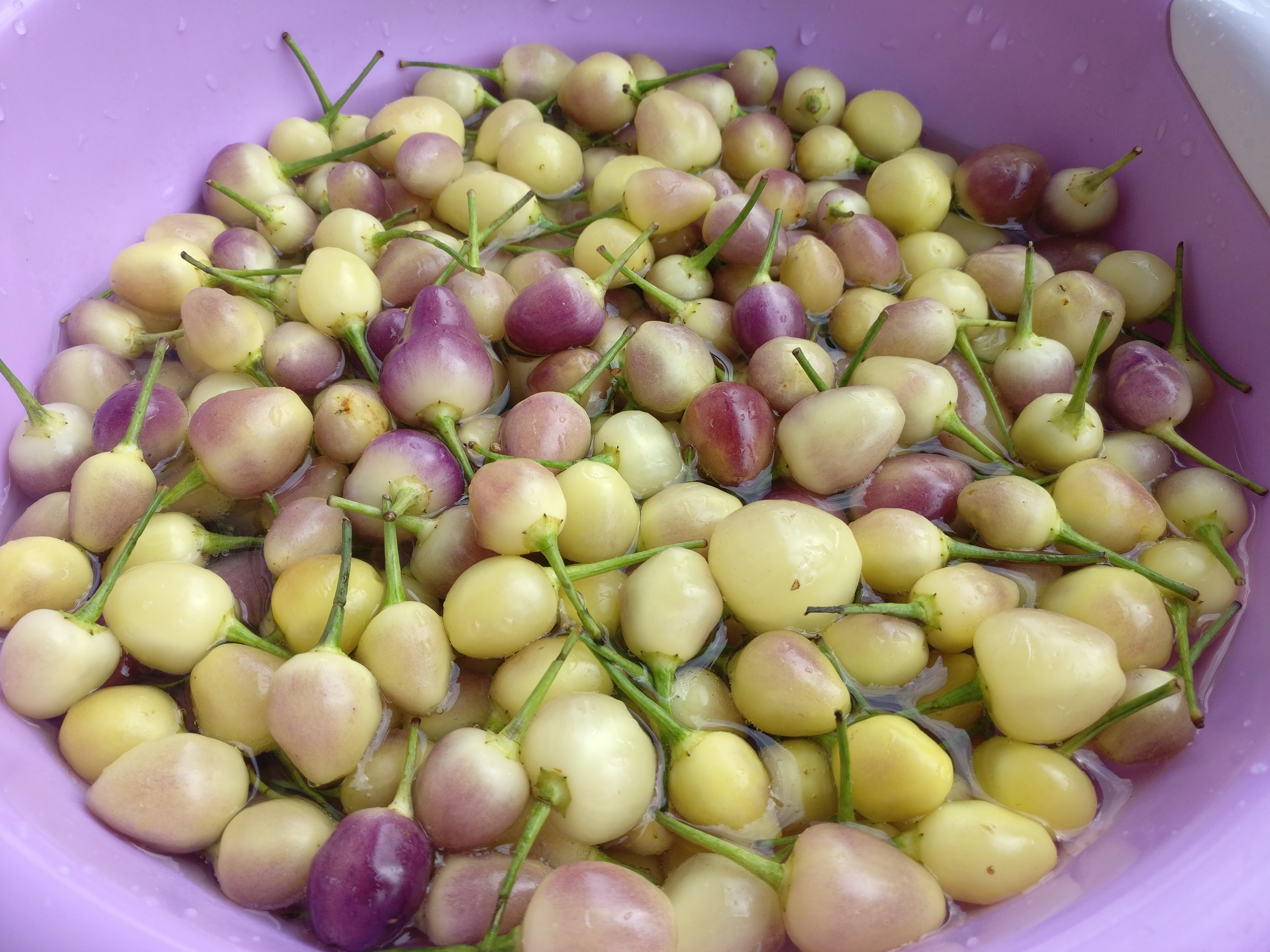 七彩椒泡椒制作方法小视频,七彩椒怎么做好吃家常