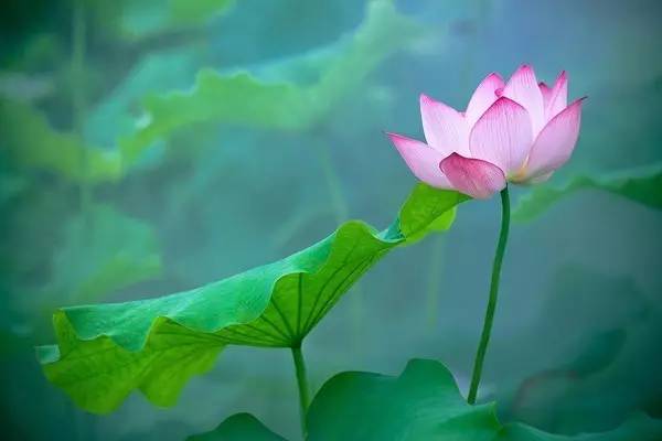 上海赏荷花最好的地方,上海秋冬拍荷花最佳地点