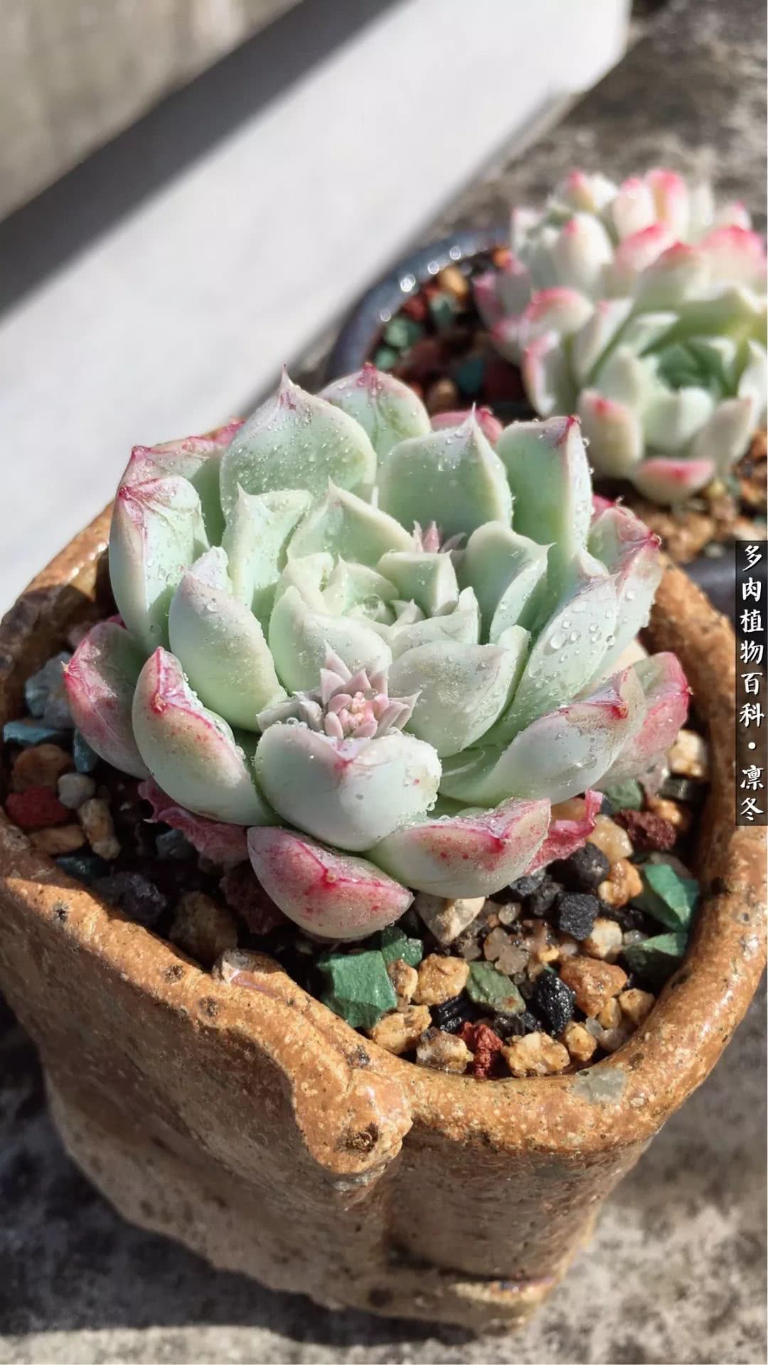 一入装修深似海从此钱包是路人,一入花坑深似海从此钱包成路人