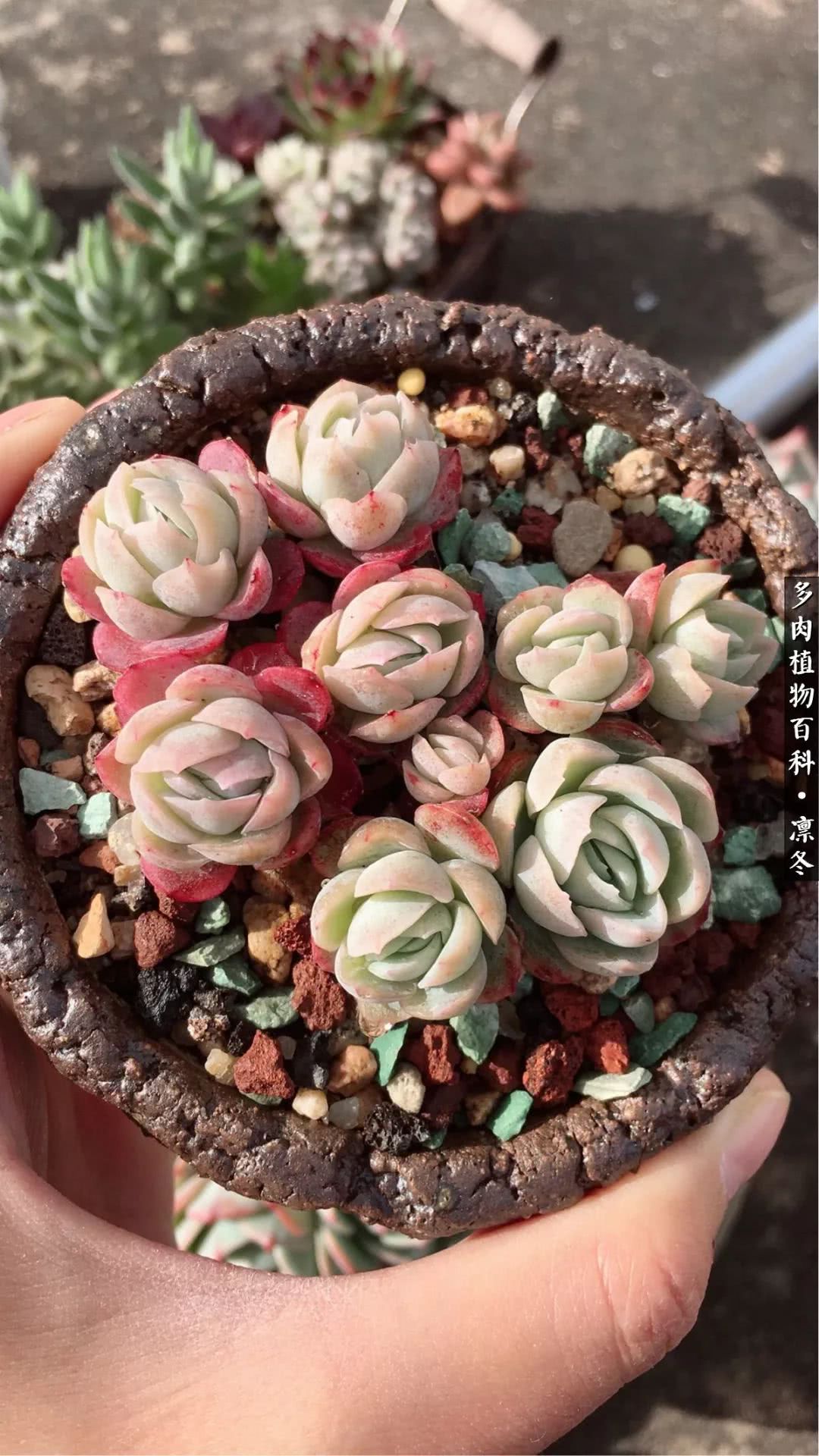 一入装修深似海从此钱包是路人,一入花坑深似海从此钱包成路人