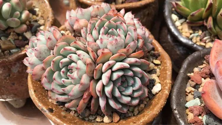 一入装修深似海从此钱包是路人,一入花坑深似海从此钱包成路人