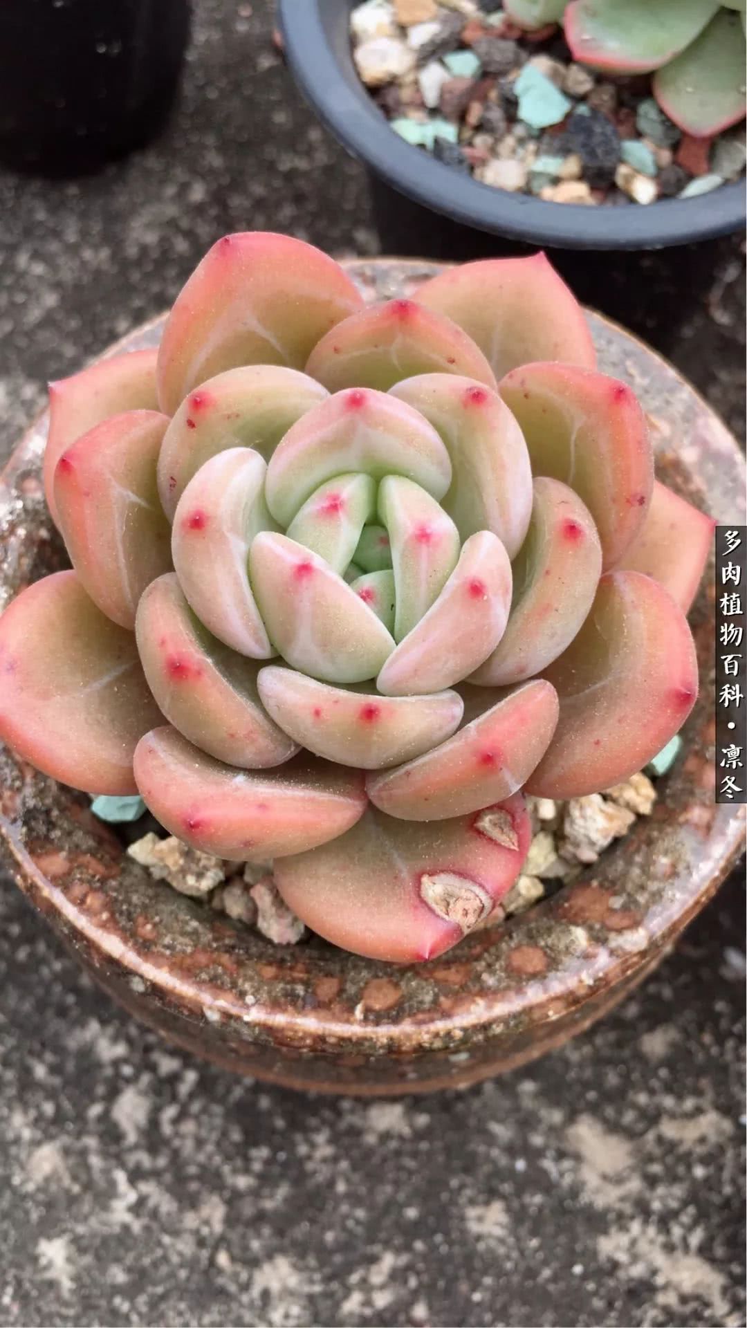 一入装修深似海从此钱包是路人,一入花坑深似海从此钱包成路人