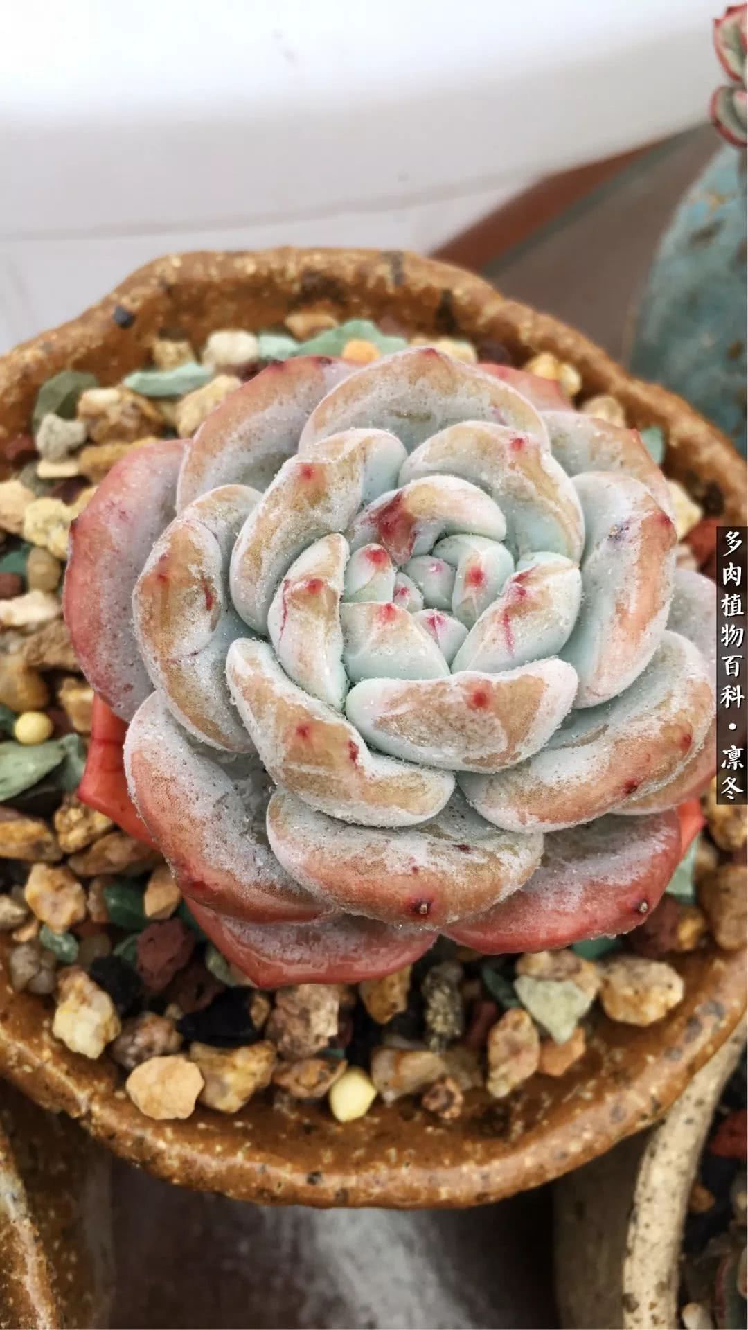 一入装修深似海从此钱包是路人,一入花坑深似海从此钱包成路人