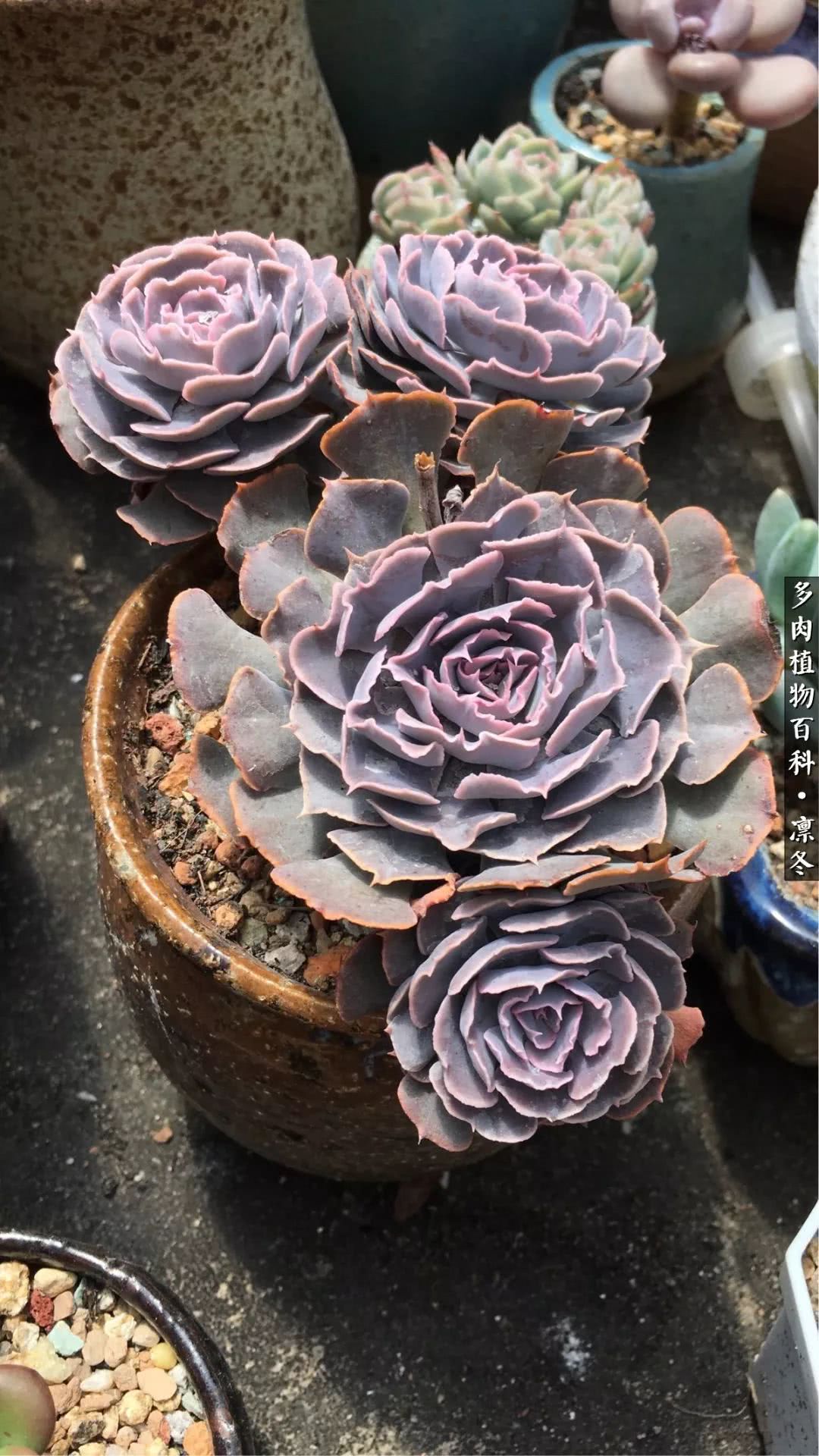 一入装修深似海从此钱包是路人,一入花坑深似海从此钱包成路人