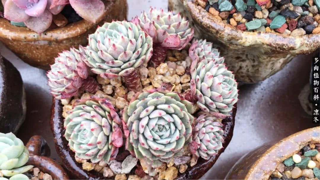 一入装修深似海从此钱包是路人,一入花坑深似海从此钱包成路人