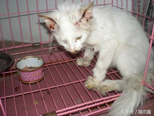 猫咪不见主人好着急,猫咪不见了该报什么警