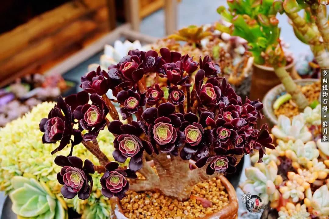 多肉度夏的前期准备,多肉度夏前杀菌