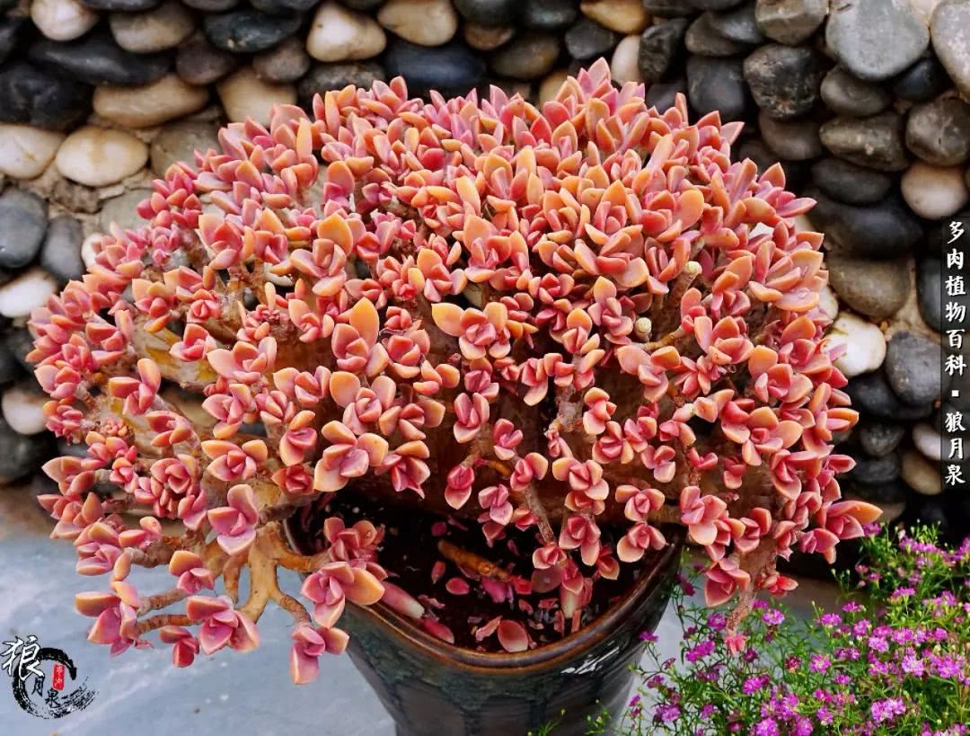 多肉度夏的前期准备,多肉度夏前杀菌