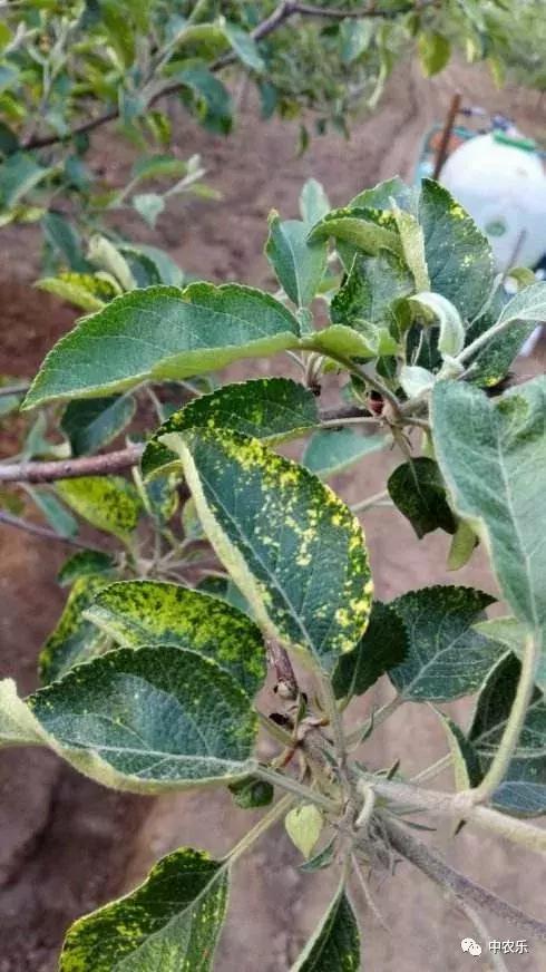 苹果病毒病怎样治疗,苹果病毒病的防治方法