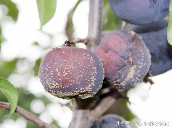 李子果实内部腐烂,李子幼果果柄腐烂怎么回事