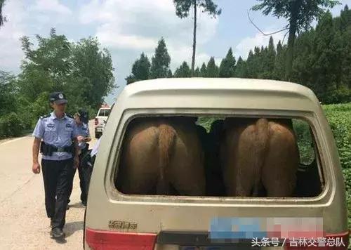 面包车司机注意安全,遇到这样的面包车一定要警惕