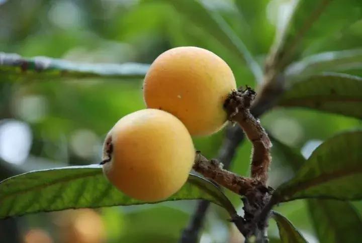 苏州东山西山风景区哪个更值得去,苏州西山风景区有什么好玩的地方