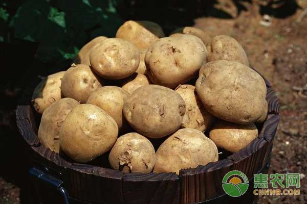 国内早大白土豆刚刚上市，价格如何？（附今日土豆价格）