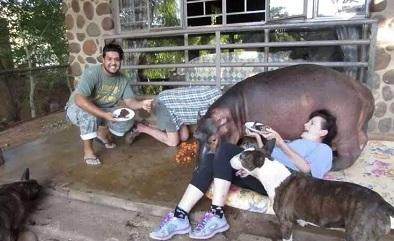 震惊世界的奇葩宠物,外国人养的奇葩宠物